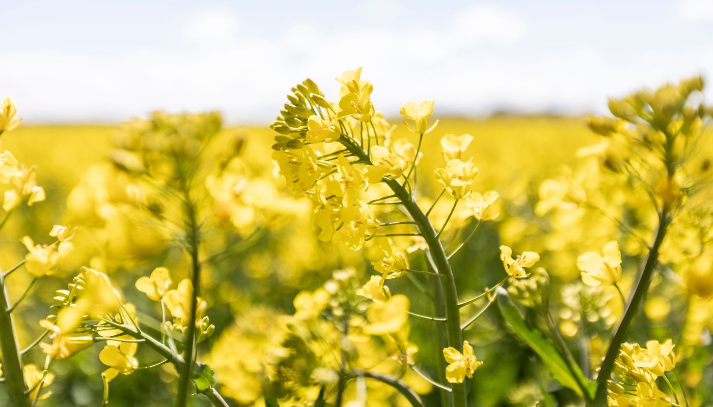 Naturlig ekologisk hudvård på svensk rapsolja