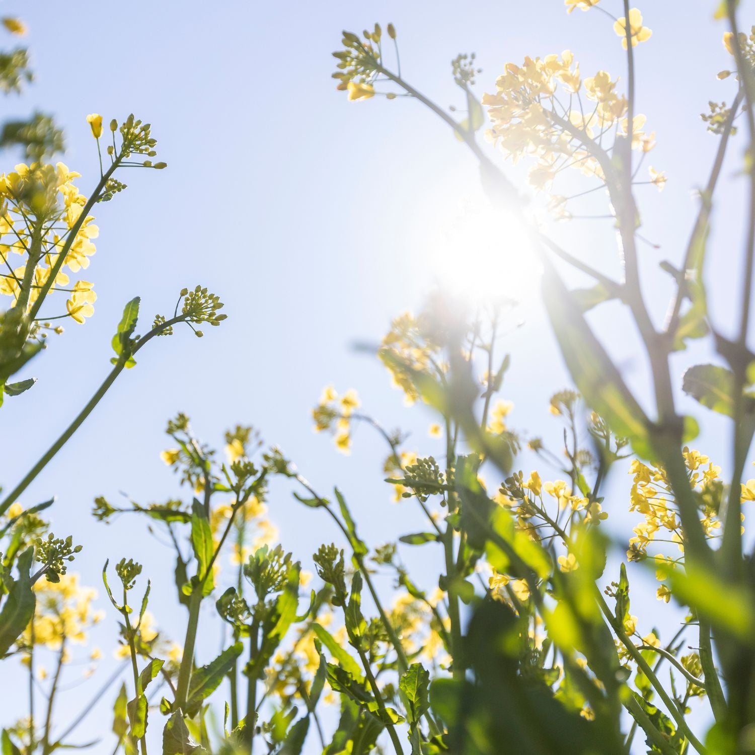 Rapsblommor i solsken – naturlig råvara i Rapsodines hudvård