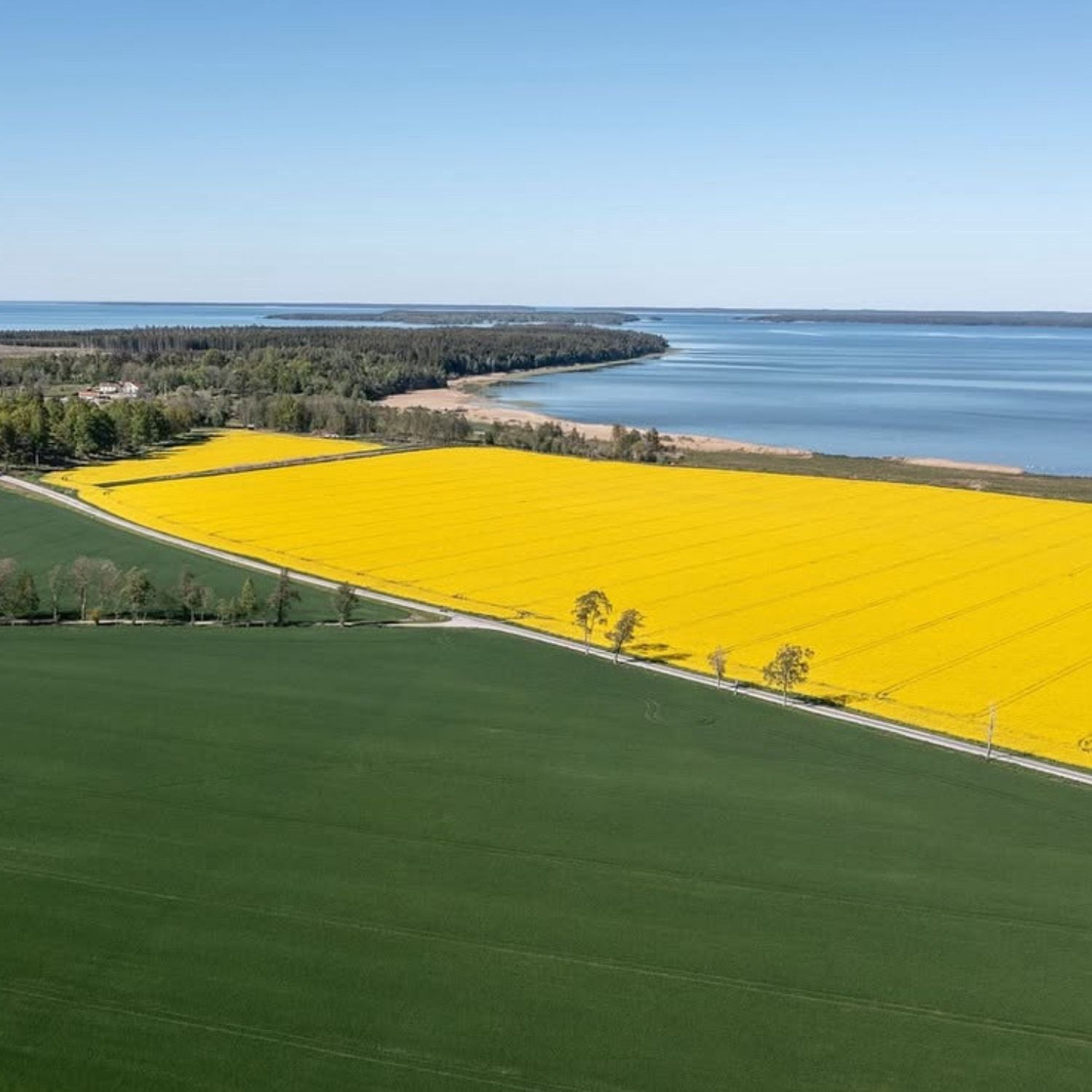 Vidsträckt rapsfält i blom i Sverige vid kustlandskap, naturlig råvara bakom Rapsodines produkter