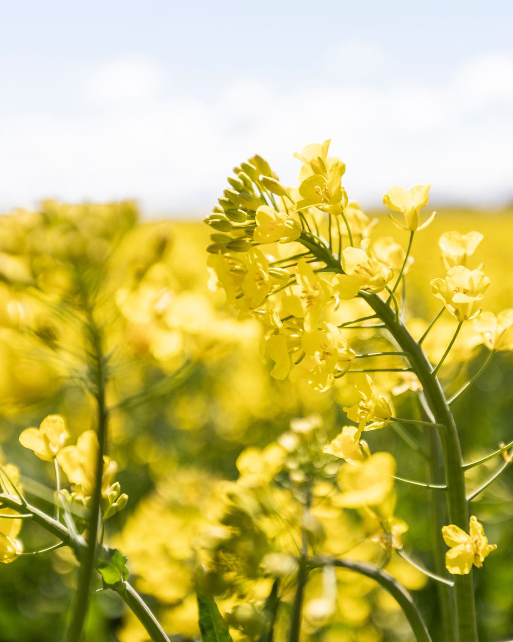Närbild på rapsblommor i fält – råvara i Rapsodines naturliga hudvård