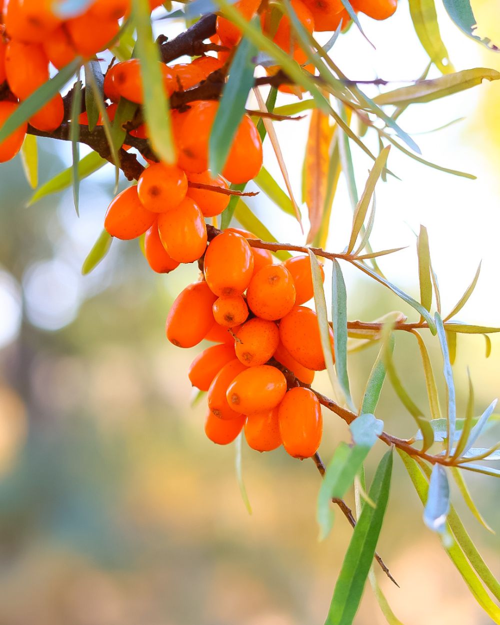 Havtornsbär på gren – naturlig ingrediens i Rapsodines hudvård