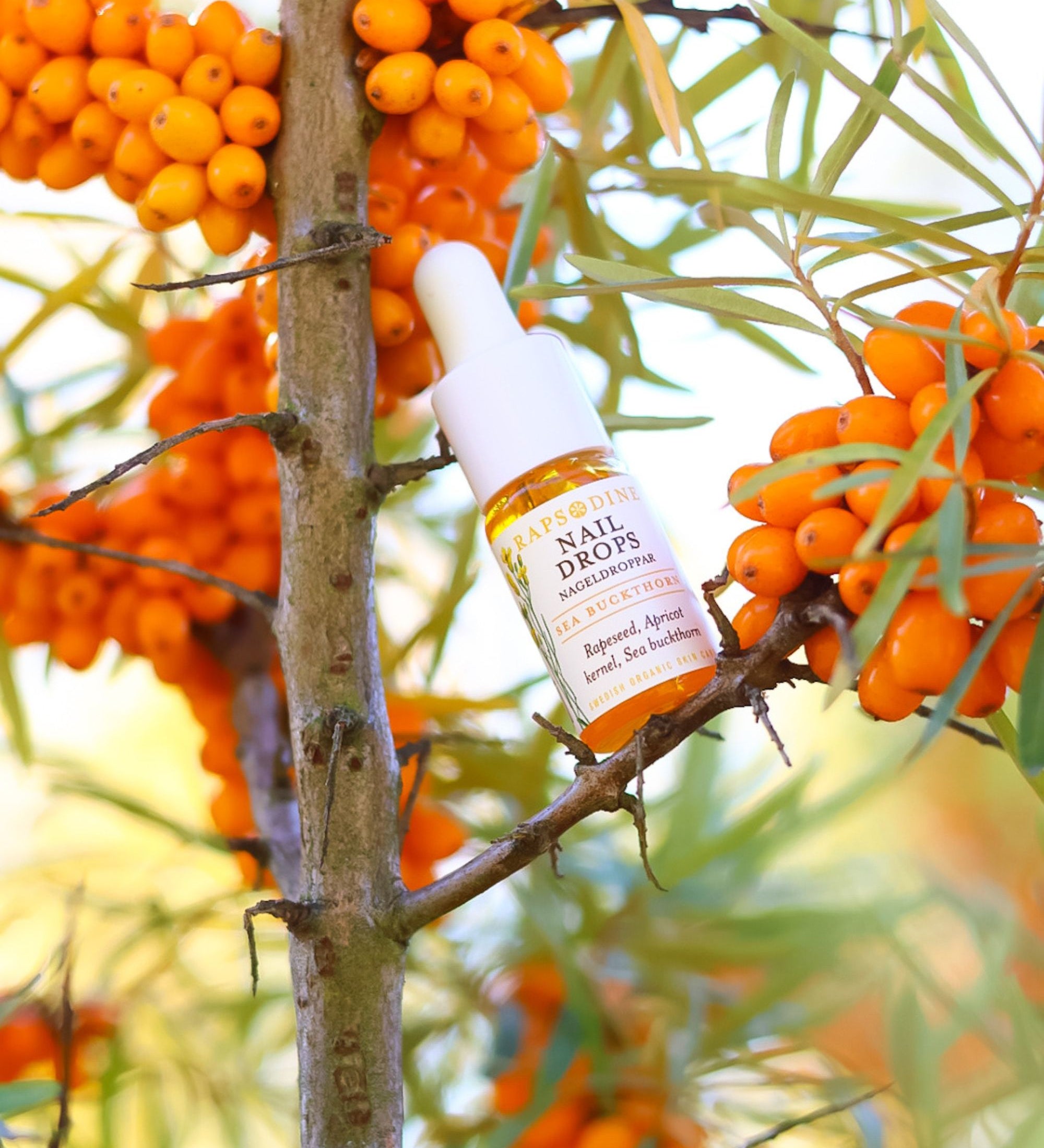 Rapsodines nagelolja Nail Drops med havtorn i naturlig miljö bland orange havtornsbär