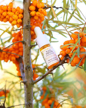 Rapsodines nagelolja Nail Drops med havtorn i naturlig miljö bland orange havtornsbär